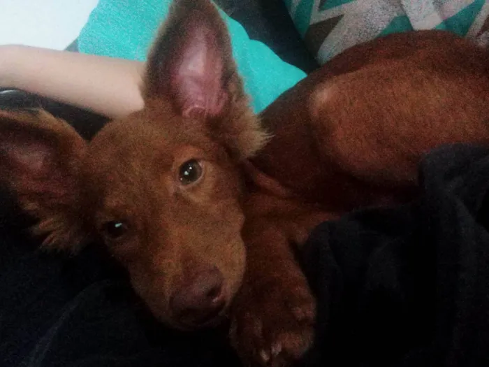 Cachorro ra a SRD-ViraLata idade 7 a 11 meses nome Ainda não tem nome