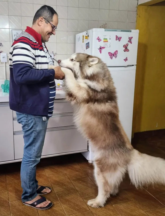 Cachorro ra a Husky Siberiano idade 2 anos nome Ragnar