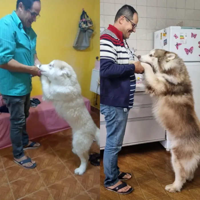 Cachorro ra a Husky Siberiano idade 2 anos nome Ragnar