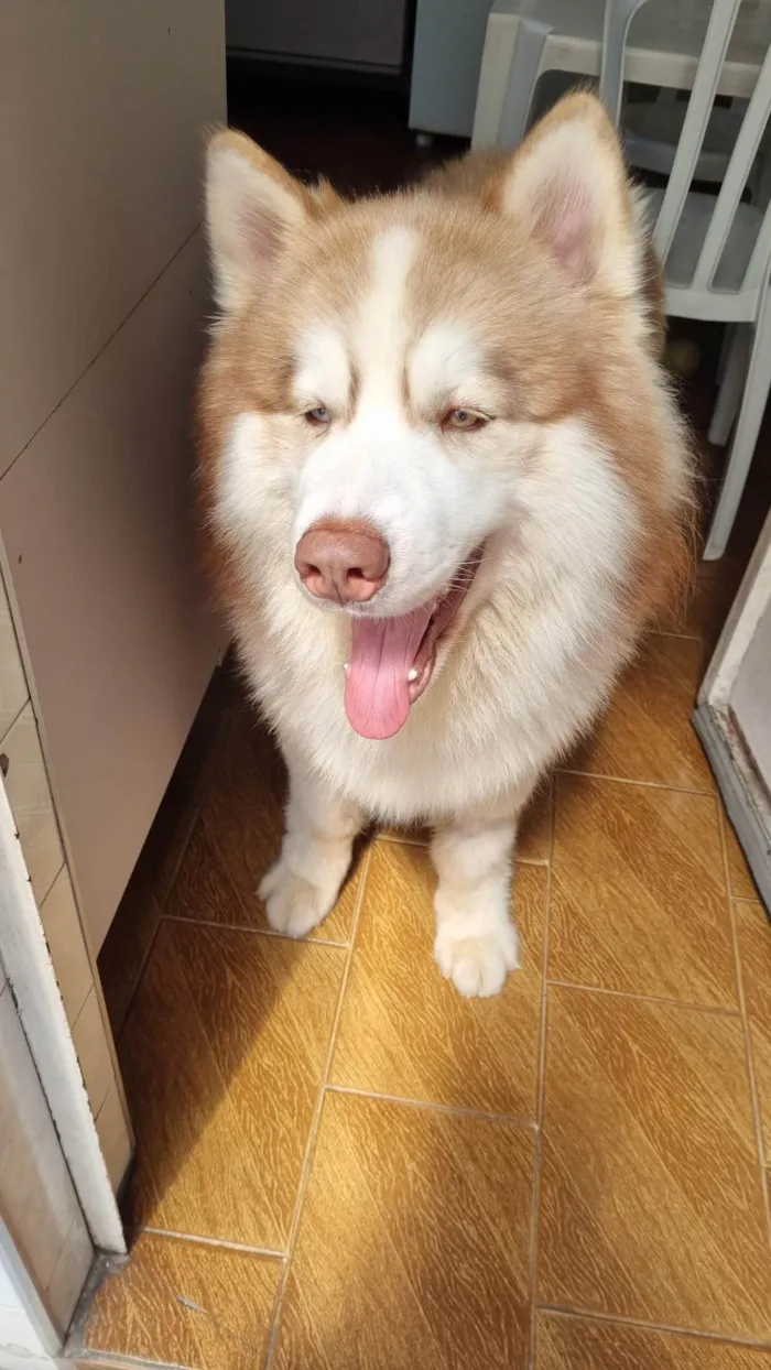 Cachorro ra a Husky Siberiano idade 2 anos nome Ragnar
