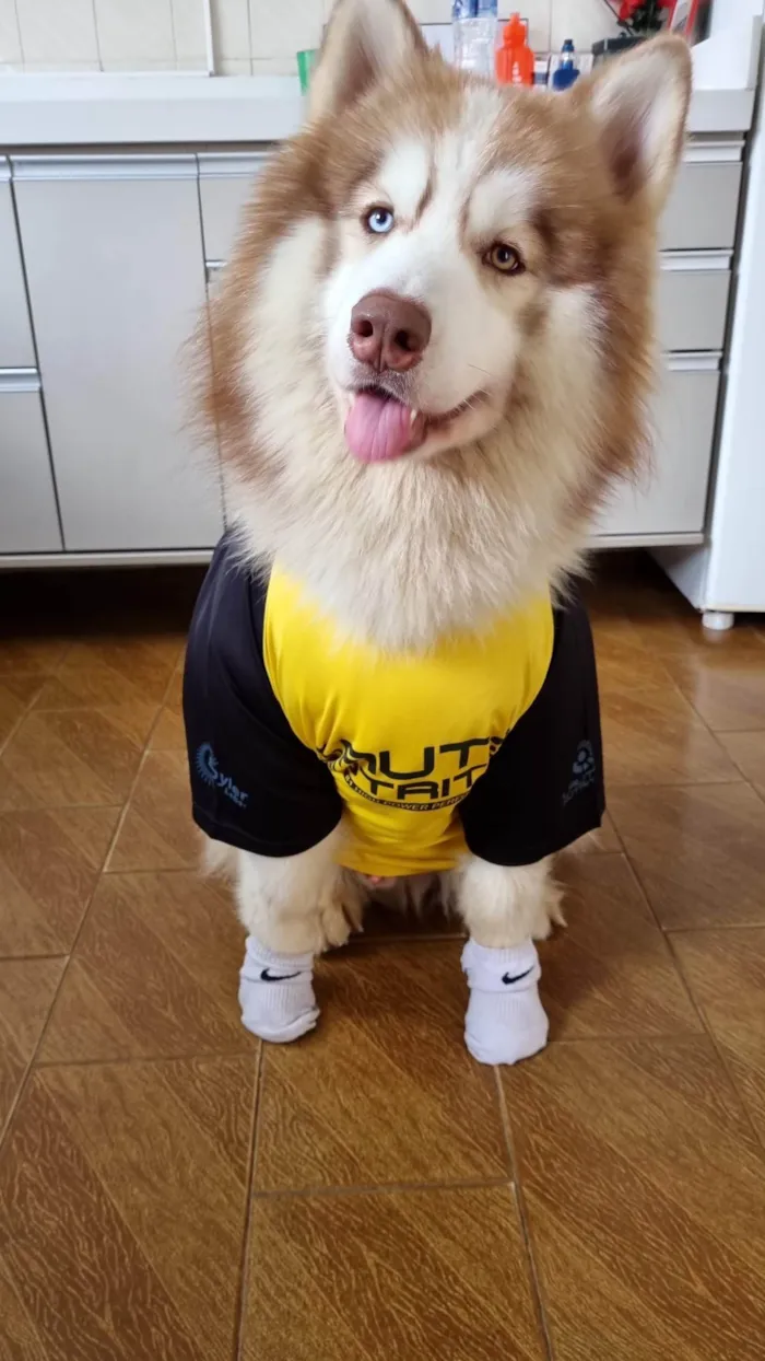 Cachorro ra a Husky Siberiano idade 2 anos nome Ragnar