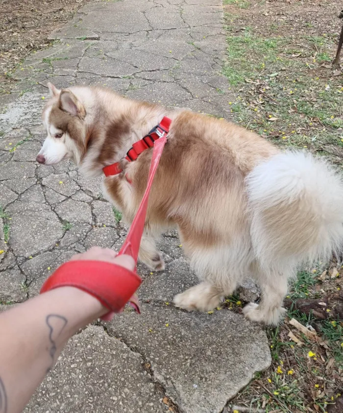 Cachorro ra a Husky Siberiano idade 2 anos nome Ragnar