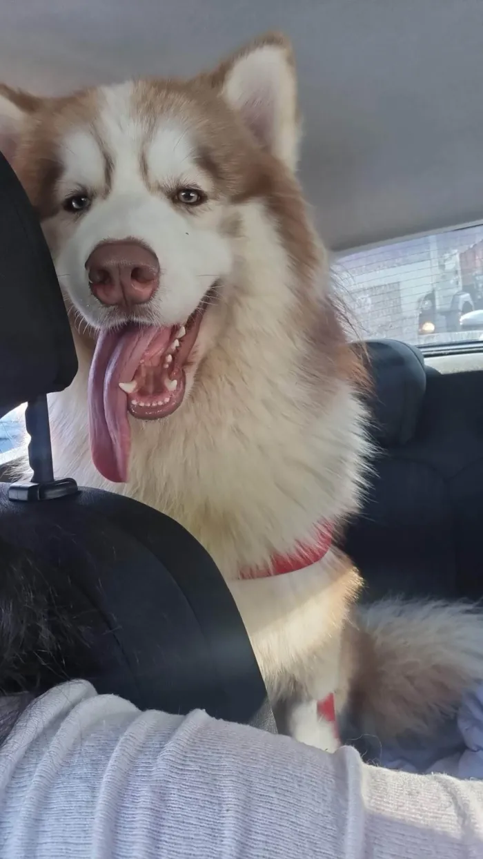 Cachorro ra a Husky Siberiano idade 2 anos nome Ragnar