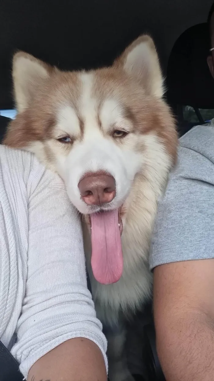 Cachorro ra a Husky Siberiano idade 2 anos nome Ragnar