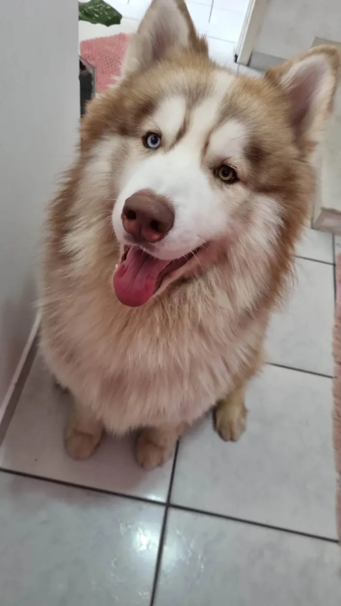 Cachorro ra a Husky Siberiano idade 2 anos nome Ragnar