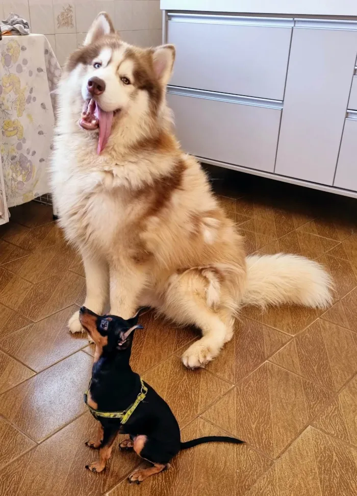 Cachorro ra a Husky Siberiano idade 2 anos nome Ragnar
