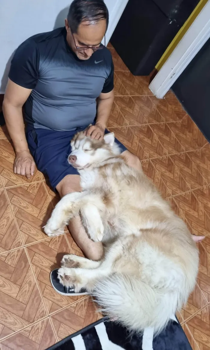 Cachorro ra a Husky Siberiano idade 2 anos nome Ragnar