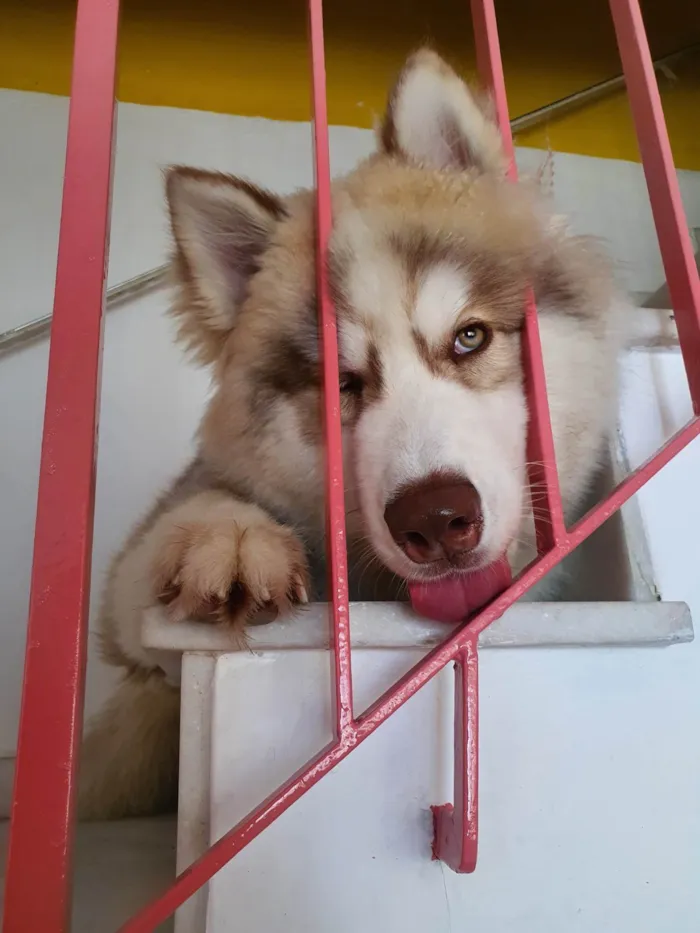 Cachorro ra a Husky Siberiano idade 2 anos nome Ragnar