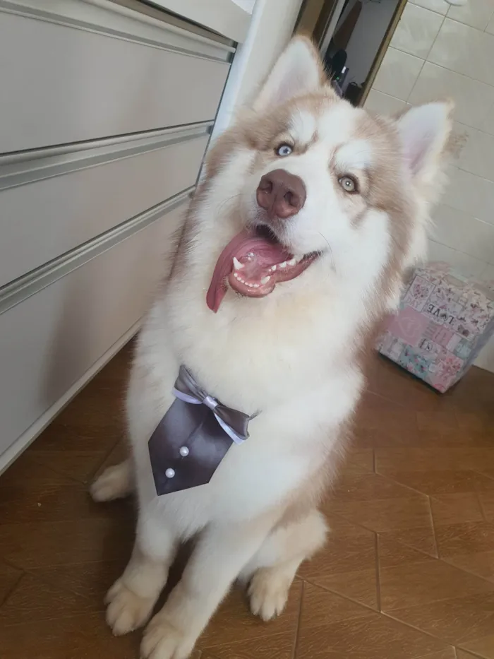 Cachorro ra a Husky Siberiano idade 2 anos nome Ragnar