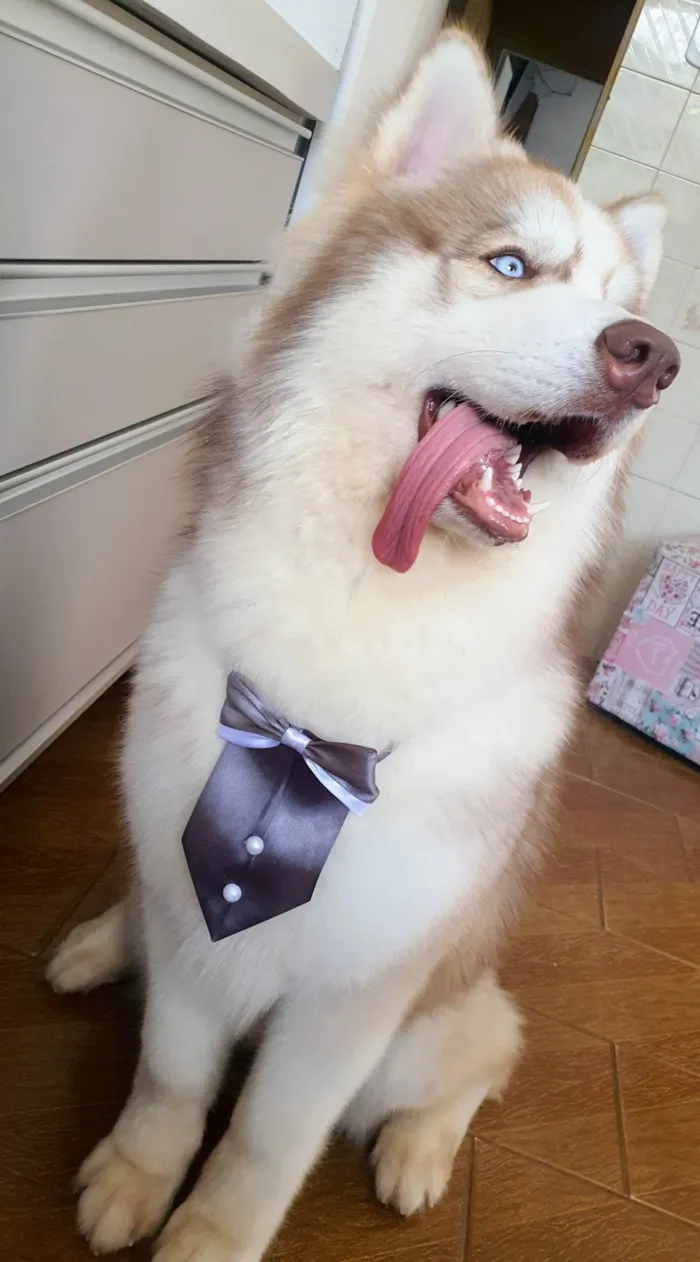 Cachorro ra a Husky Siberiano idade 2 anos nome Ragnar