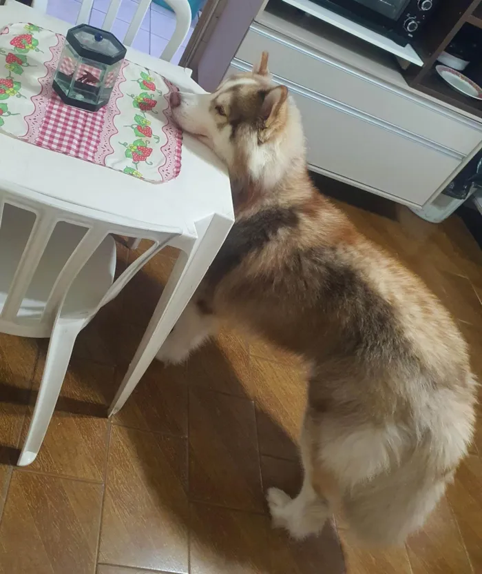 Cachorro ra a Husky Siberiano idade 2 anos nome Ragnar