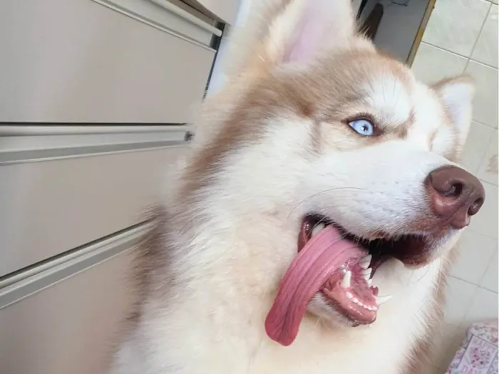 Cachorro ra a Husky Siberiano idade 2 anos nome Ragnar