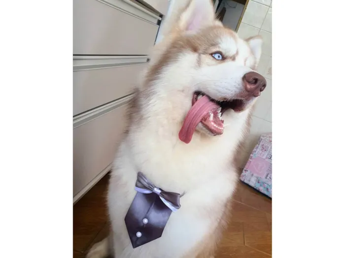 Cachorro ra a Husky Siberiano idade 2 anos nome Ragnar