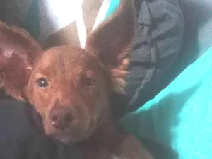 Cachorro raça SRD-ViraLata idade 7 a 11 meses nome Ainda não tem nome