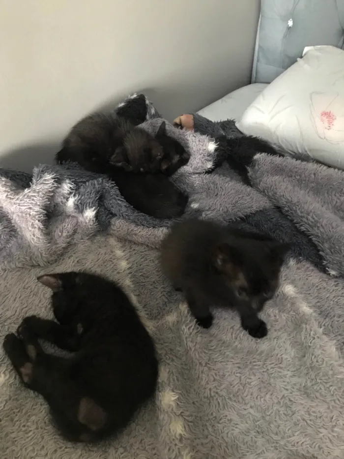 Gato ra a  idade Abaixo de 2 meses nome sem nome 