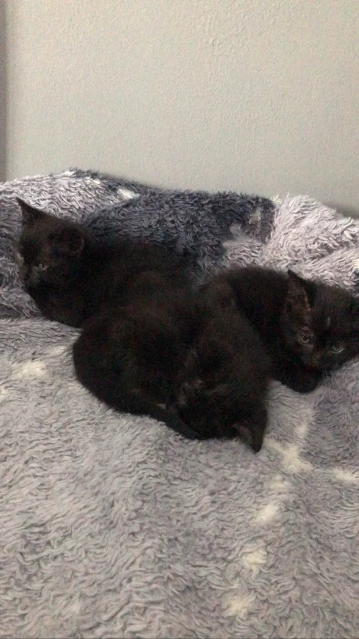 Gato ra a  idade Abaixo de 2 meses nome sem nome 