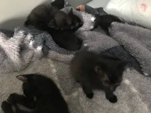 Gato raça  idade Abaixo de 2 meses nome sem nome 