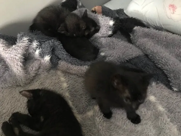 Gato ra a  idade Abaixo de 2 meses nome sem nome 
