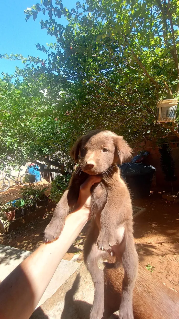 Cachorro ra a Vira lata  idade 2 a 6 meses nome Filhotes