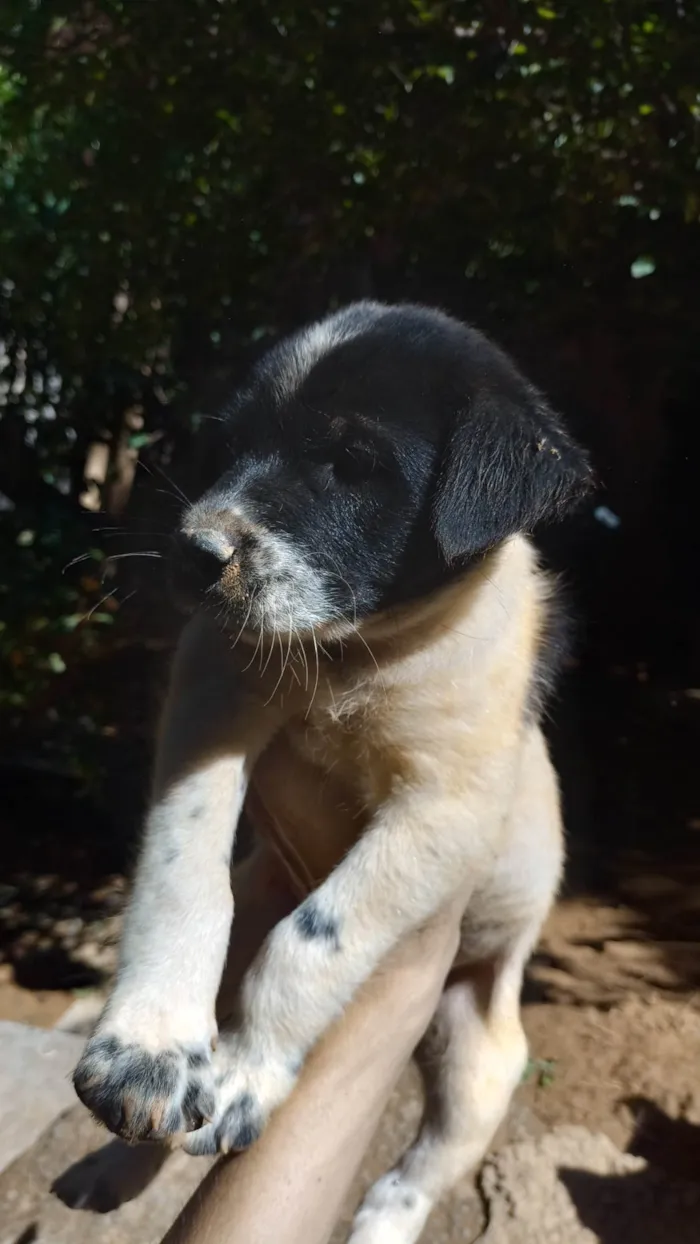 Cachorro ra a Vira lata  idade 2 a 6 meses nome Filhotes
