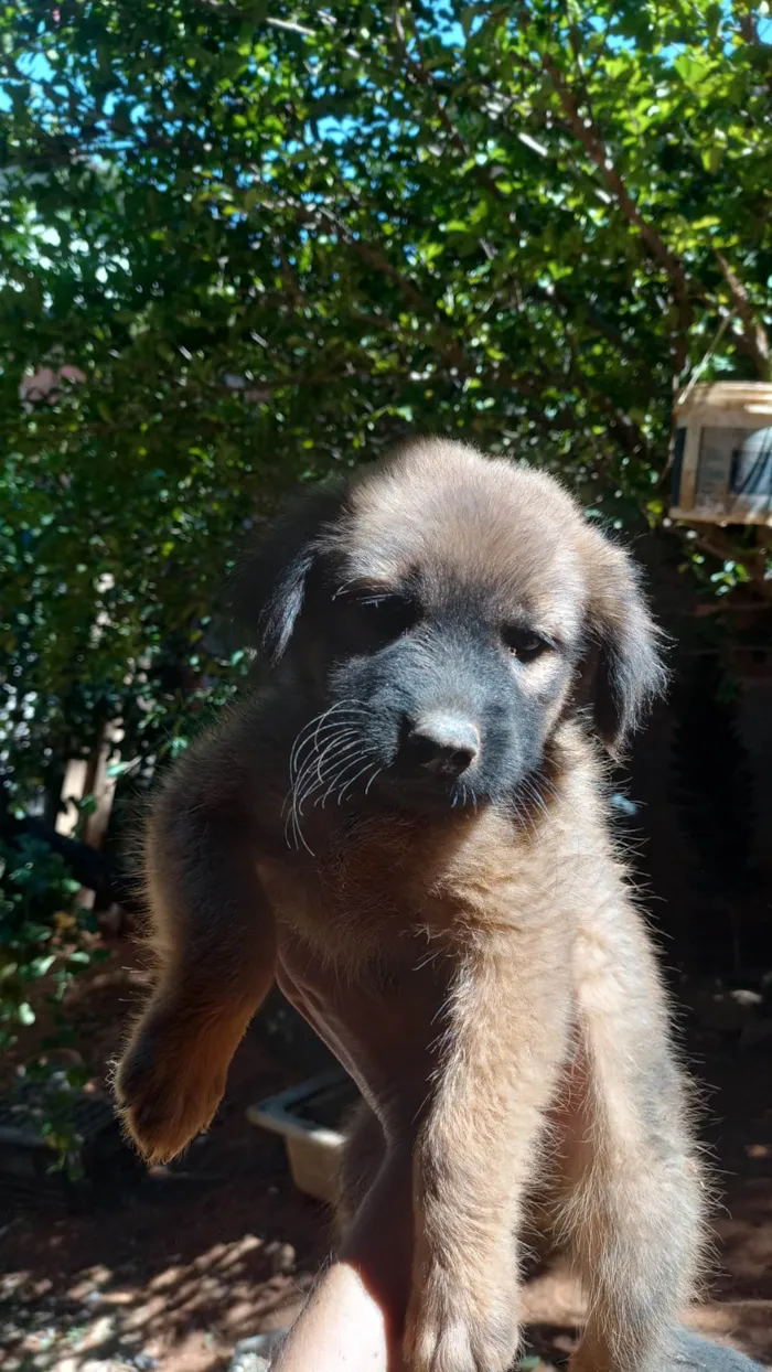Cachorro ra a Vira lata  idade 2 a 6 meses nome Filhotes