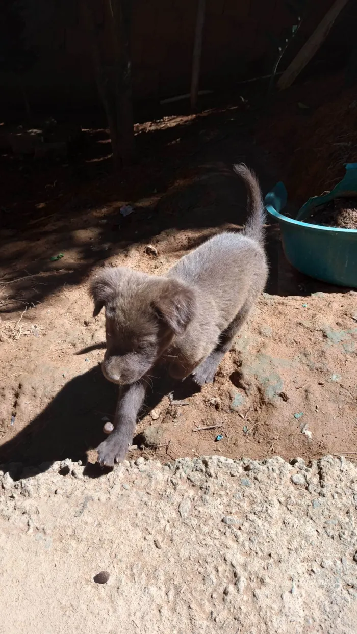 Cachorro ra a Vira lata  idade 2 a 6 meses nome Filhotes