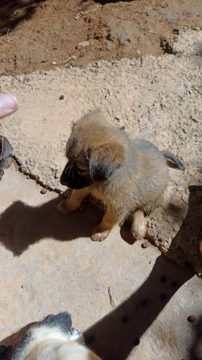 Cachorro ra a Vira lata  idade 2 a 6 meses nome Filhotes