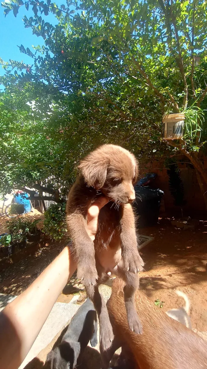 Cachorro ra a Vira lata  idade 2 a 6 meses nome Filhotes