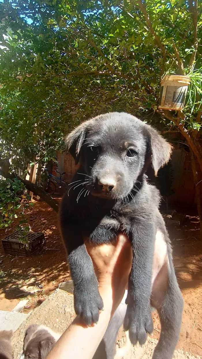 Cachorro ra a Vira lata  idade 2 a 6 meses nome Filhotes