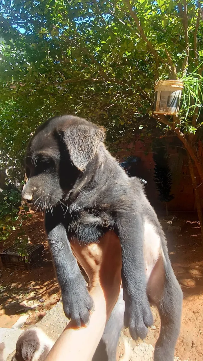 Cachorro ra a Vira lata  idade 2 a 6 meses nome Filhotes