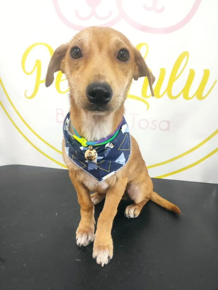 Cachorro ra a SRD-ViraLata idade 7 a 11 meses nome Bento