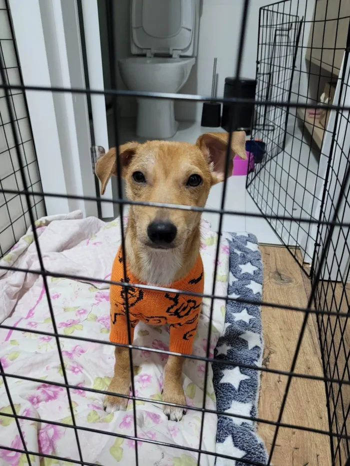 Cachorro ra a SRD-ViraLata idade 7 a 11 meses nome Bento
