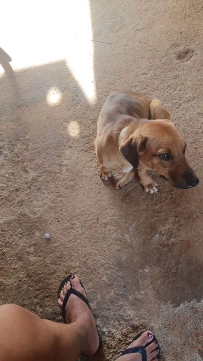 Cachorro ra a Bace idade 2 a 6 meses nome Belinha