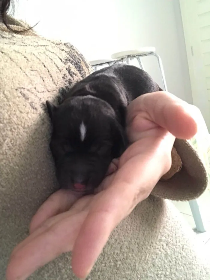 Cachorro ra a Labrador idade Abaixo de 2 meses nome Doação