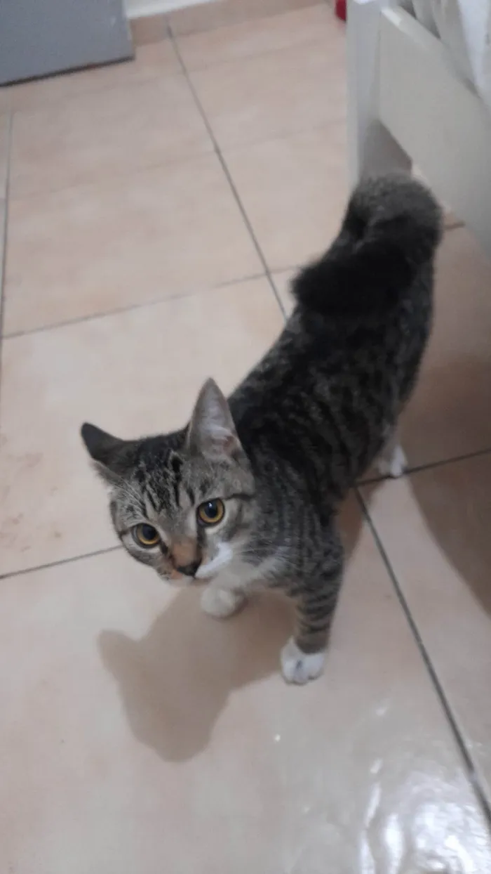 Gato raça Siamês idade 1 ano nome Whisky