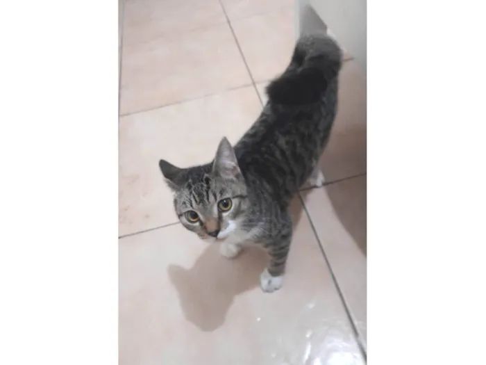 Gato raça Siamês idade 1 ano nome Whisky