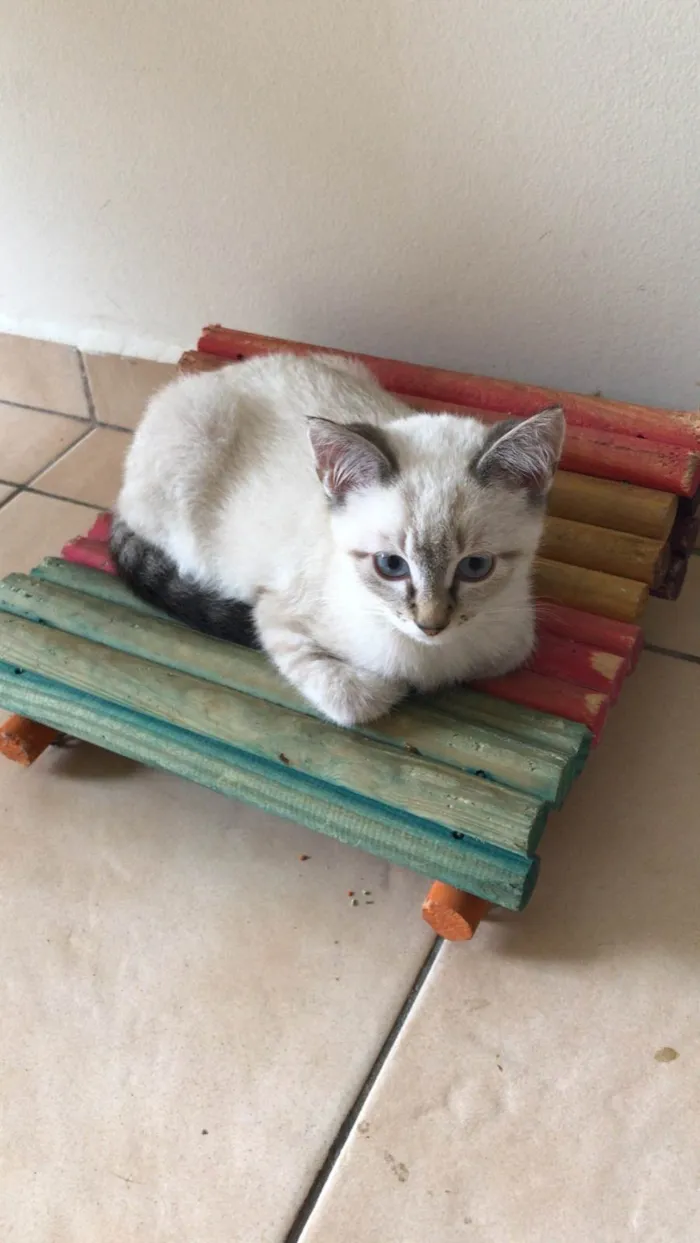 Gato raça Siamês idade 7 a 11 meses nome Oreo