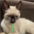 Júlio 