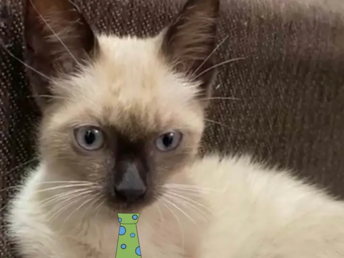 Gato ra a Siames  idade 2 a 6 meses nome Júlio 