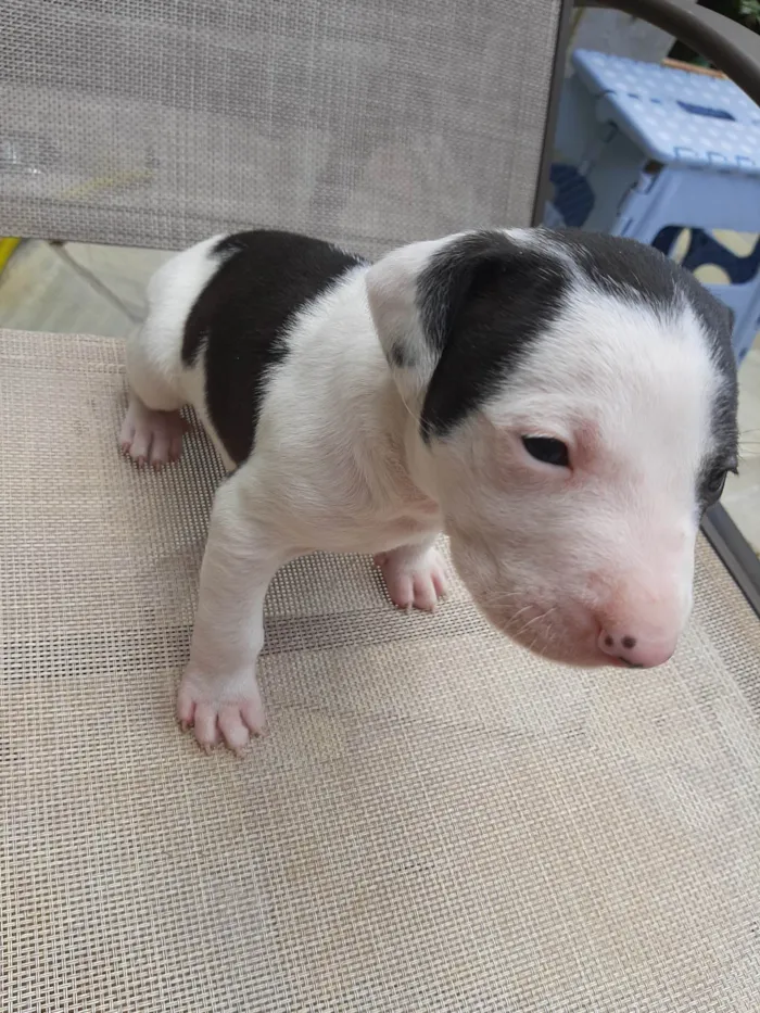 Cachorro ra a SRD-ViraLata idade Abaixo de 2 meses nome Sem nome