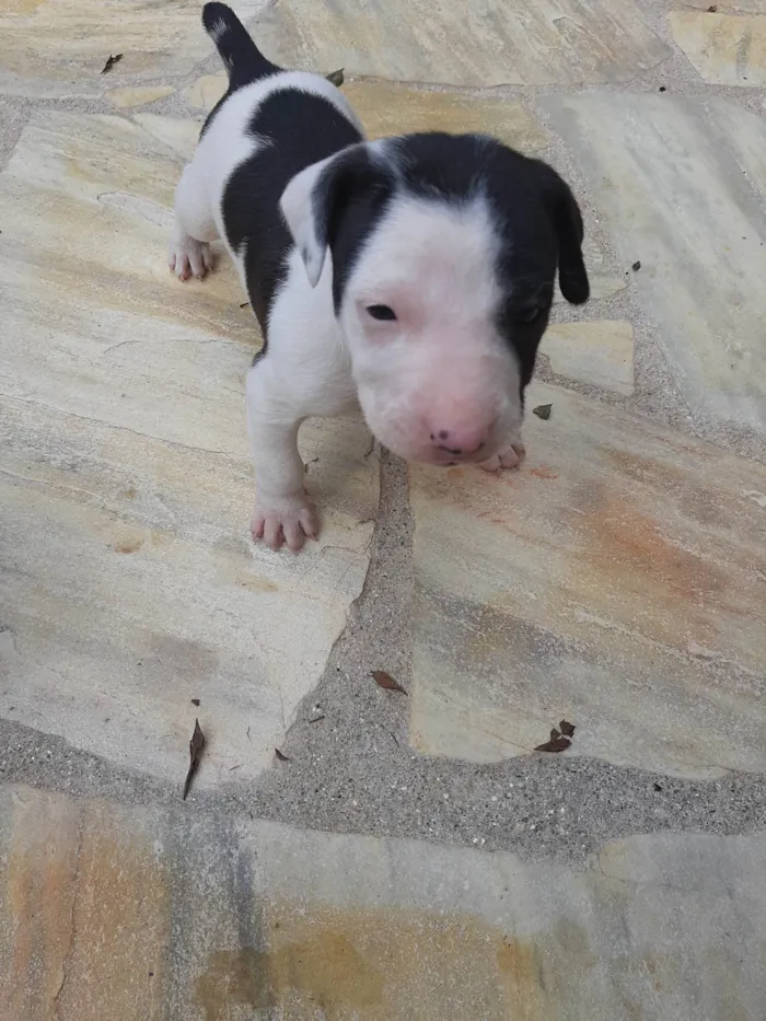 Cachorro ra a SRD-ViraLata idade Abaixo de 2 meses nome Sem nome