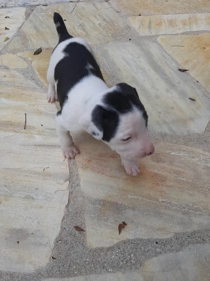 Cachorro ra a SRD-ViraLata idade Abaixo de 2 meses nome Sem nome