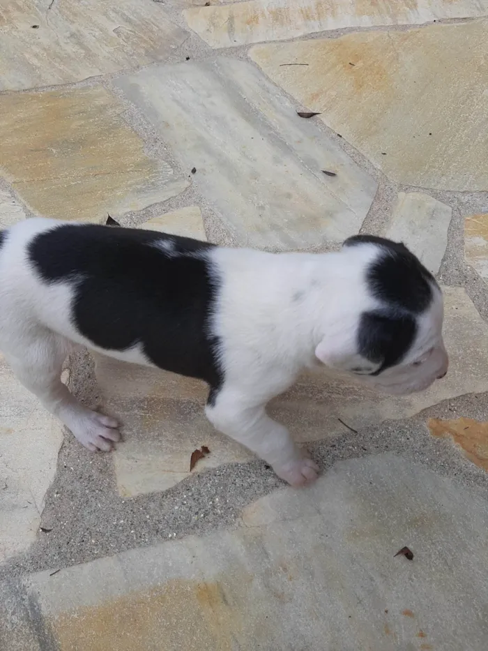 Cachorro ra a SRD-ViraLata idade Abaixo de 2 meses nome Sem nome