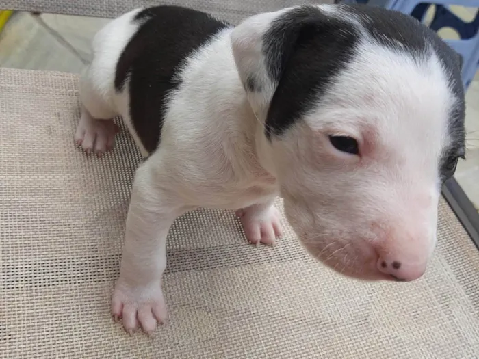 Cachorro ra a SRD-ViraLata idade Abaixo de 2 meses nome Sem nome