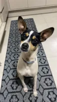 Cookie
