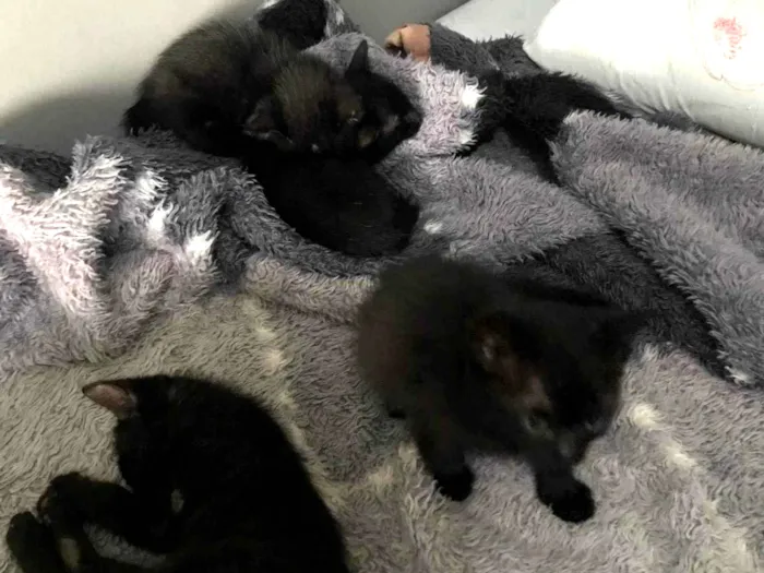 Gato ra a  idade Abaixo de 2 meses nome sem nome 