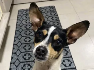 Cachorro raça SRD idade 3 anos nome Cookie
