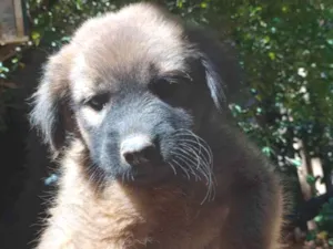 Cachorro raça Vira lata  idade 2 a 6 meses nome Filhotes