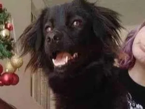 Cachorro raça SRD-ViraLata idade 5 anos nome Lili