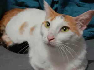 Gato raça SRD-ViraLata idade 1 ano nome LINA